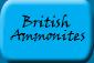 british ammonites